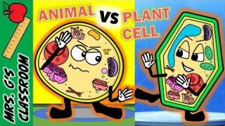 WHAT IS THE DIFFERENCE BETWEEN PLANT AND ANIMAL CELL