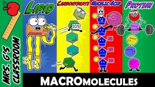What Are the 4 Major Macromolecules and How Are They Made?